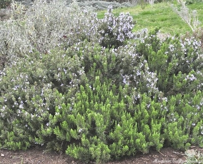 Rosmarinus officinalis Blue Boy Rosemary image