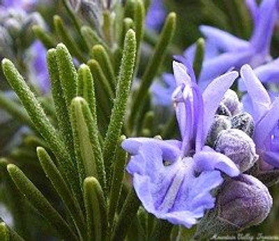 Rosmarinus officinalis Rosemary image