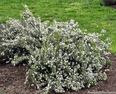 Rosmarinus officinalis Golden Rain Rosemary image