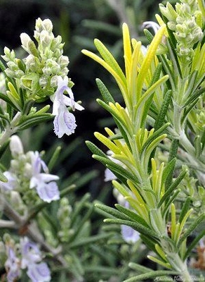 Rosmarinus officinalis Golden Rain Rosemary image