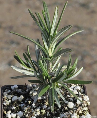 Rosmarinus officinalis Gorizia Rosemary image