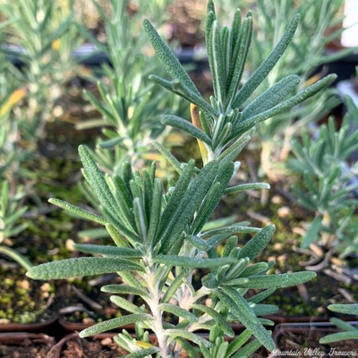 Rosmarinus officinalis Madalene Hill Rosemary image