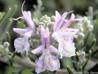 Rosmarinus officinalis Pink Rosemary image