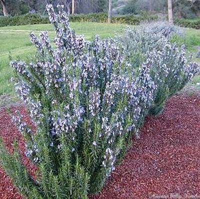 Rosmarinus officinalis Spice Islands Rosemary image