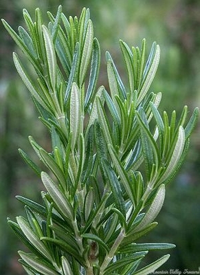 Rosmarinus officinalis Spice Islands Rosemary image