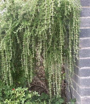 Rosmarinus officinalis Trailing Rosemary image