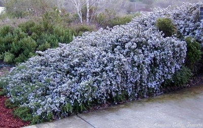 Rosmarinus officinalis Trailing Rosemary image