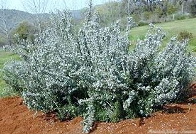 Rosmarinus officinalis White Rosemary image