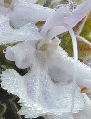 Rosmarinus officinalis White Rosemary image