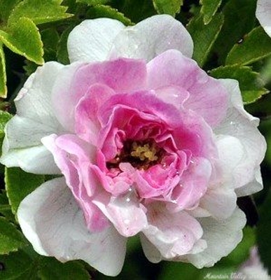 Rosa Petite Pink Scotch image