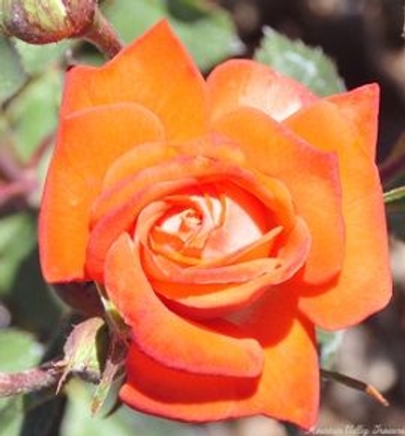 Rosa Torch of Liberty Miniature Rose image