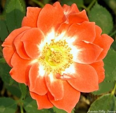 Rosa Torch of Liberty Miniature Rose image