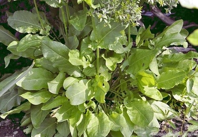 Rumex acetosa Garden Sorrel image