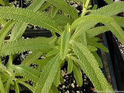 Salvia mellifera Black Sage image