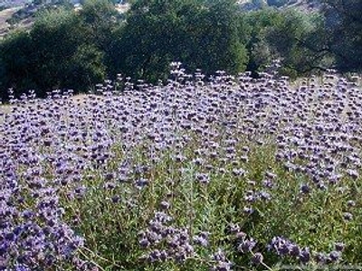 Salvia clevelandii Cleveland Sage image