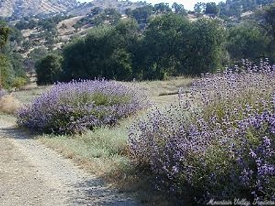 Salvia clevelandii Cleveland Sage image