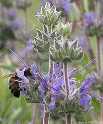 Salvia clevelandii Cleveland Sage image