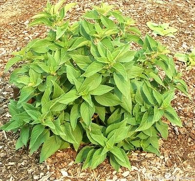 Salvia elegans Pineapple Sage image