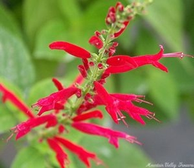 Salvia elegans Pineapple Sage image