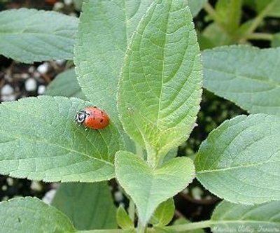 Salvia elegans Pineapple Sage image