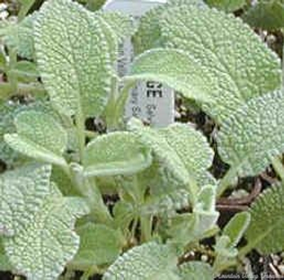 Salvia fruticosa Greek Sage image