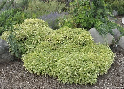 Salvia officinalis 'Golden' Golden Garden Sage image