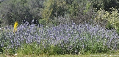 Salvia clevelandii x sonomemsis Gracias Sage image