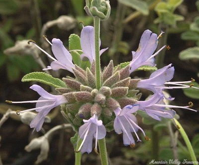 Salvia clevelandii x sonomemsis Gracias Sage image