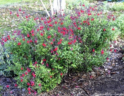 Salvia grahammii Maraschino Cherry Salvia image