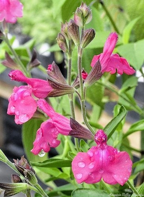 Salvia greggii Big Pink Sage image