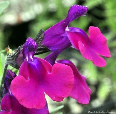 Salvia greggii Diane Sage image