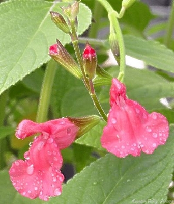 Salvia greggii Salmon Texas Sage image