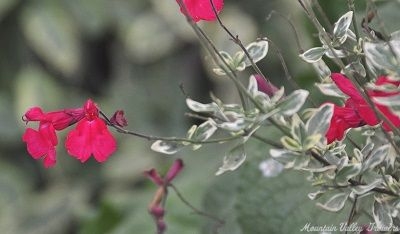 Salvia greggii Variegated Autumn Sage image