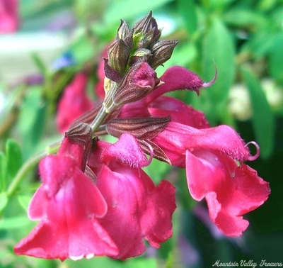 Salvia greggii Wild Thing Sage image