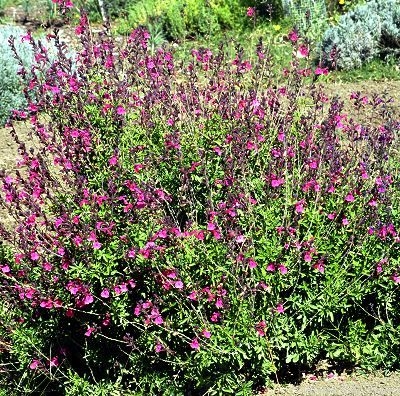 Salvia greggii Wild Thing Sage image