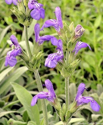 Salvia lavandulifolia Spanish Sage image