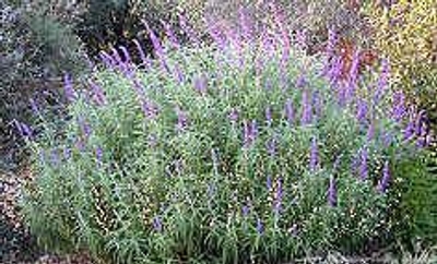 Salvia leucantha All Purple Mexican Bush Sage image