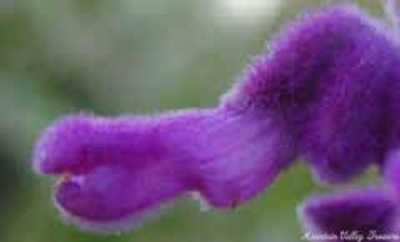 Salvia leucantha All Purple Mexican Bush Sage image