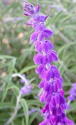 Salvia leucantha All Purple Mexican Bush Sage image