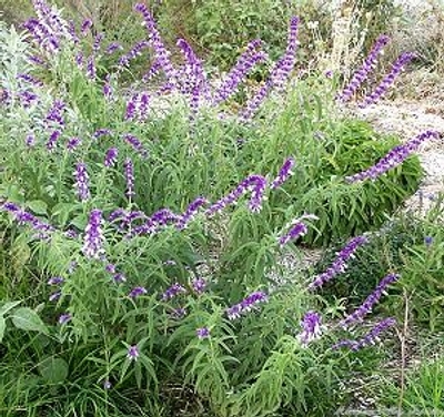 Salvia leucantha Mexican Bush Sage image