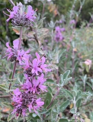 Salvia leucophylla Pt. Sal Sage image