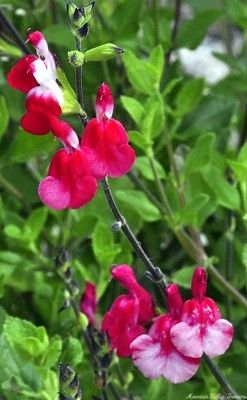 Salvia microphylla Hot Lips Salvia image