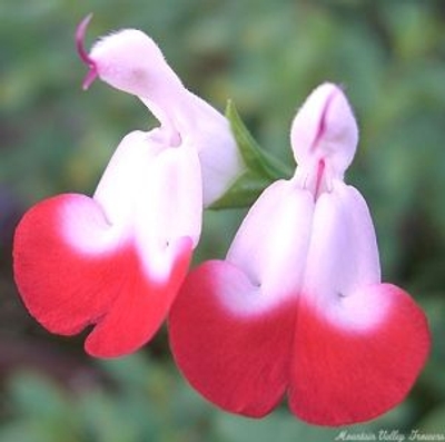 Salvia microphylla Hot Lips Salvia image