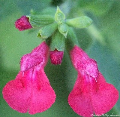 Salvia microphylla 'Wild Watermelon' Wild Watermelon Salvia image