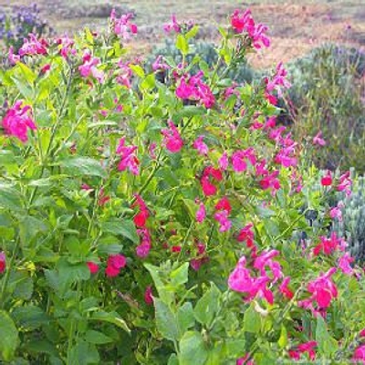 Salvia microphylla 'Wild Watermelon' Wild Watermelon Salvia image