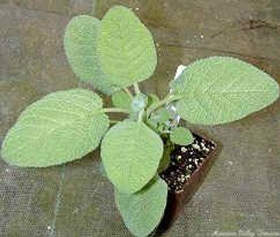 Salvia officinalis 'Berggarten' Berggarten Garden Sage image