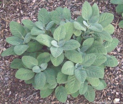 Salvia officinalis 'Berggarten' Berggarten Garden Sage image