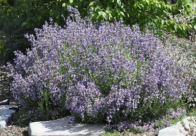 Salvia officinalis 'Dwarf' Dwarf Garden Sage image