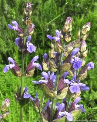 Salvia officinalis 'Garden' Garden Sage image