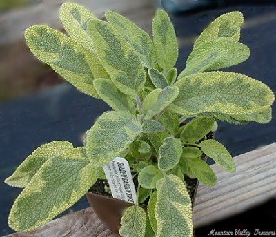 Salvia officinalis 'Golden' Golden Garden Sage image